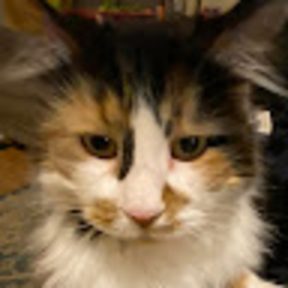 Meet your Posher, Maisy